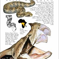 Gaboon Viper poster