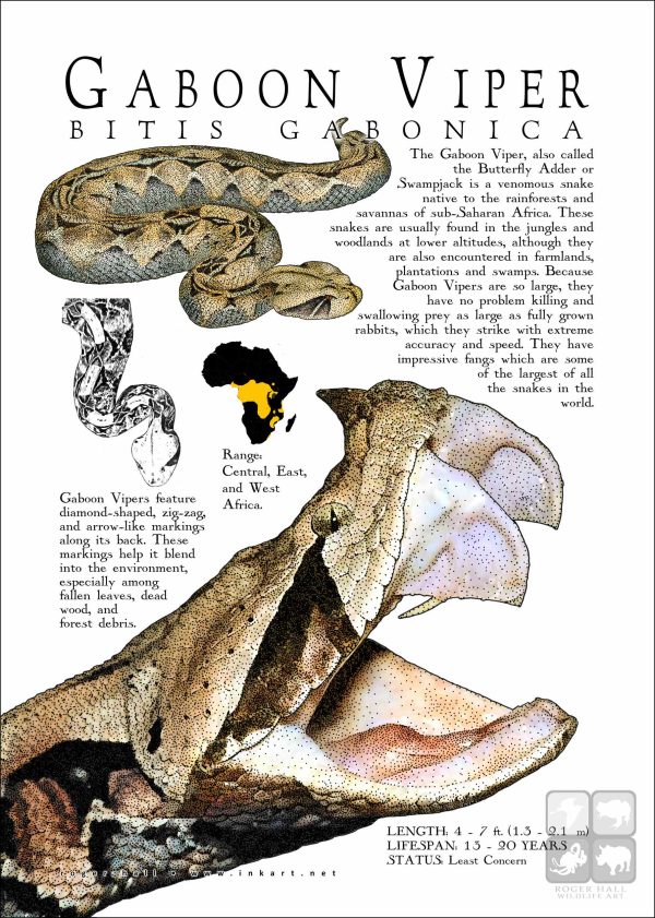 Gaboon Viper poster