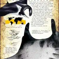 Giant Manta Ray poster