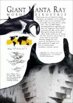 Giant Manta Ray poster