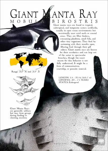 Giant Manta Ray poster