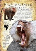 Hamadryas Baboon poster