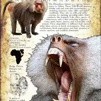 Hamadryas Baboon poster