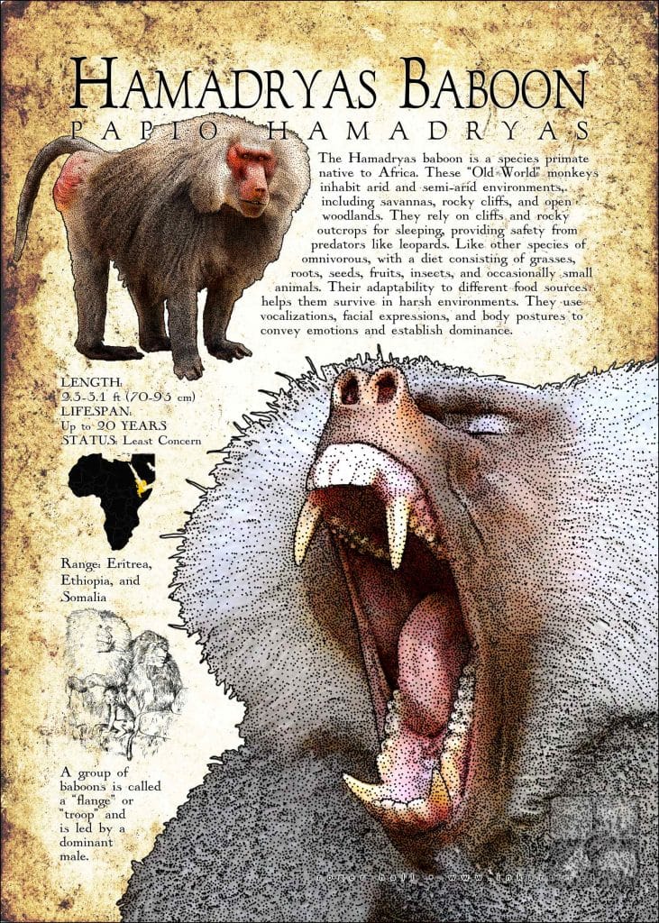 Hamadryas-Baboon-731x1024.jpg