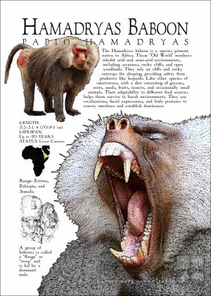 Hamadryas Baboon poster