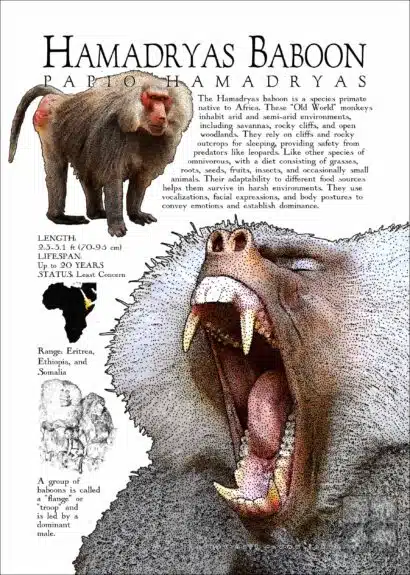 Hamadryas Baboon poster