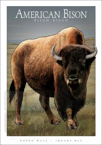 American Bison - Unisex classic tee - Image 2