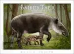 Baird's Tapir illustration