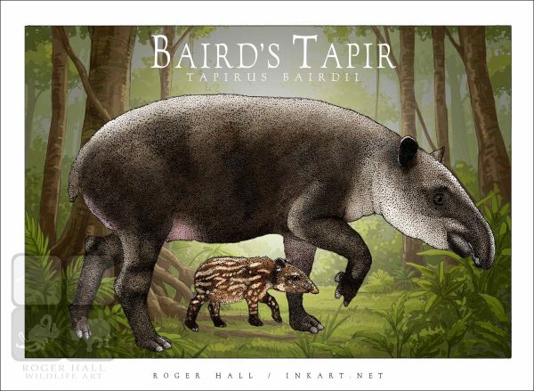 Baird's Tapir illustration