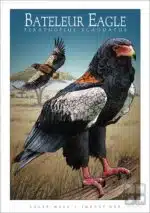 Bateleur Eagle - Unisex classic tee - Image 2