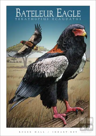 Bateleur Eagle - Unisex classic tee - Image 2