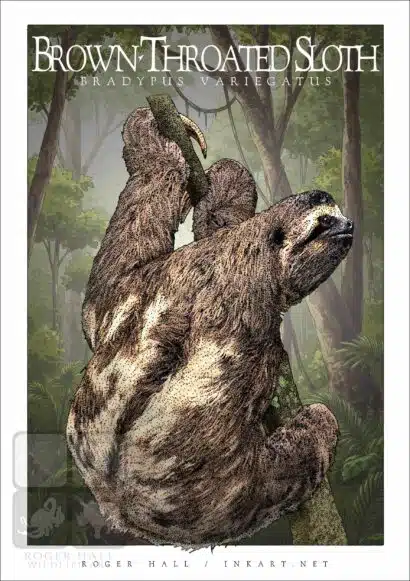 Brown-Throated Sloth illustration