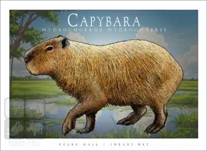 Capybara - Unisex classic tee - Image 2