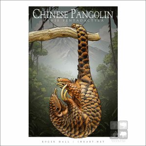 Chinese Pangolin illustration