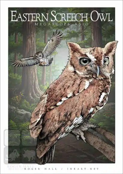 Eastern Screech Owl - Unisex classic tee - Image 2