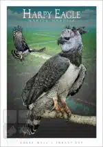 Harpy Eagle - Unisex classic tee - Image 2