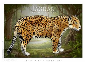 Jaguar in a rainforest poster design