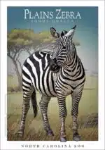 Plains Zebra - Unisex classic tee - Image 2