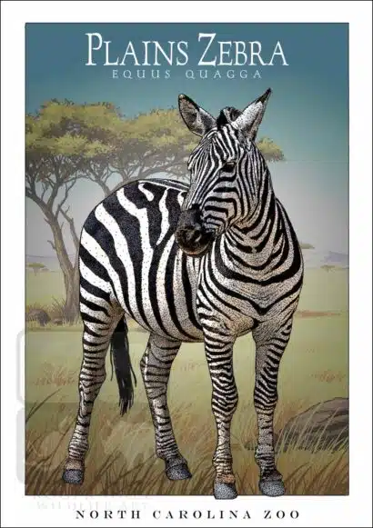 Plains Zebra - Unisex classic tee - Image 2
