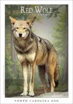 Red Wolf - Unisex classic tee - Image 2