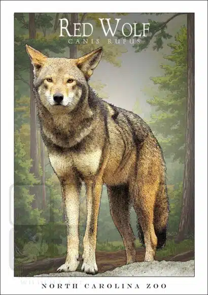 Red Wolf - Unisex classic tee - Image 2