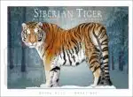 Siberian Tiger - Unisex classic tee - Image 2