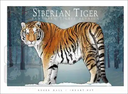 Siberian Tiger - Unisex classic tee - Image 2