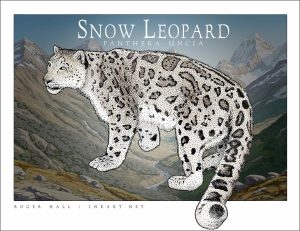 Snow Leopard illustration