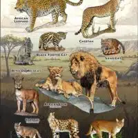 Wild Cats of Africa poster