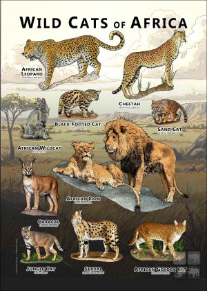 Wild Cats of Africa poster
