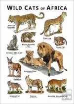 Wild Cats of Africa poster - WHITE VERSION