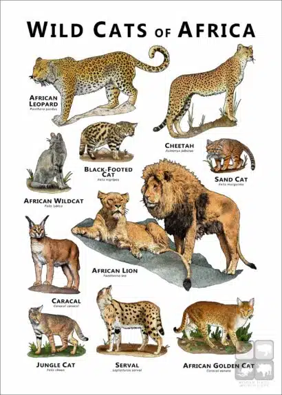 Wild Cats of Africa poster - WHITE VERSION