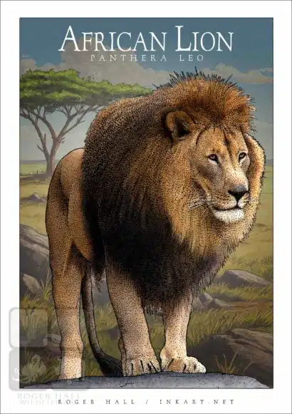 African Lion - Unisex classic tee - Image 2