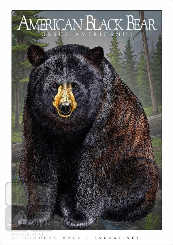 American Black Bear - Unisex classic tee - Image 2