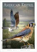 American Kestrel - Unisex classic tee - Image 2