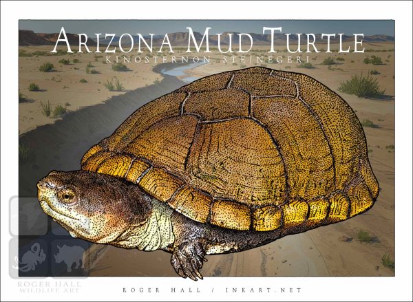 Arizona Mud Turtle - Unisex classic tee - Image 2