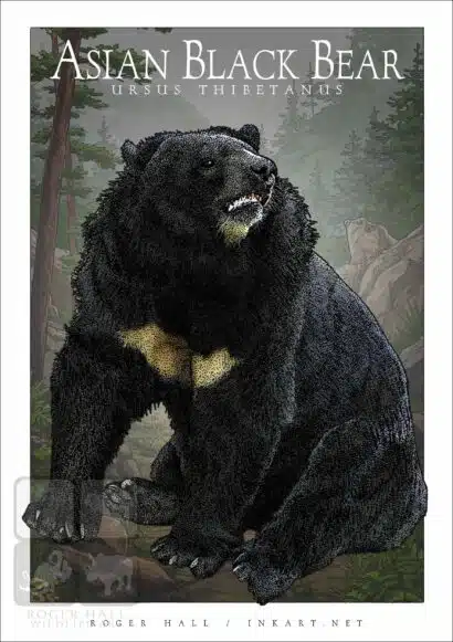 Asian Black Bear - Unisex classic tee - Image 2