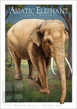 Asiatic Elephant - Unisex classic tee - Image 2