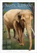 Asiatic Elephant - Unisex classic tee - Image 2