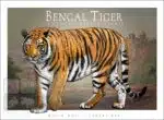 Bengal Tiger - Unisex classic tee - Image 2