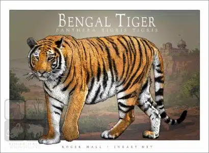 Bengal Tiger - Unisex classic tee - Image 2