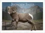 Bighorn Sheep - Unisex classic tee - Image 2