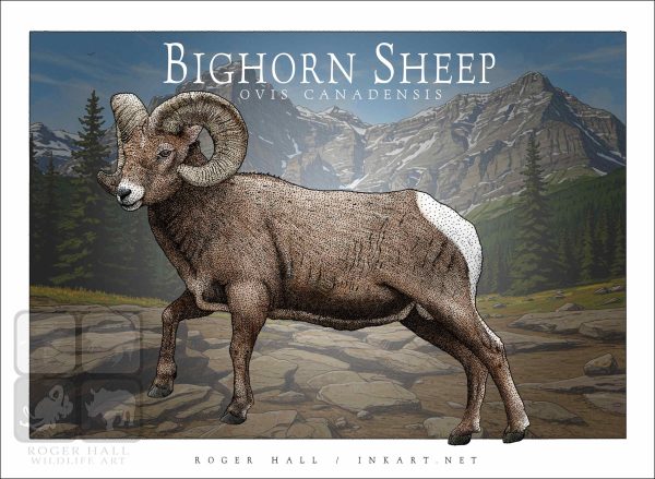 Bighorn Sheep - Unisex classic tee - Image 2