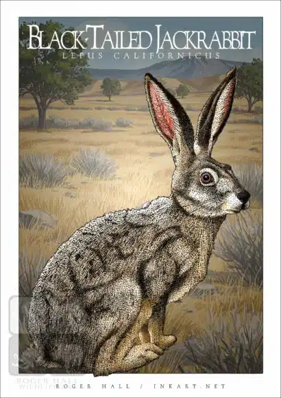 Black-Tailed Jackrabbit - Unisex classic tee - Image 2