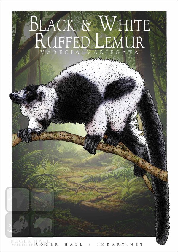 Black and White Ruffed Lemur - Unisex classic tee - Image 2