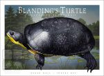 Blanding's Turtle - Unisex classic tee - Image 2