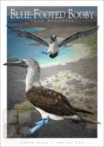Blue-Footed Booby - Unisex classic tee - Image 2