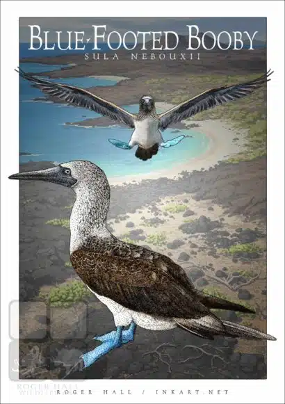 Blue-Footed Booby - Unisex classic tee - Image 2