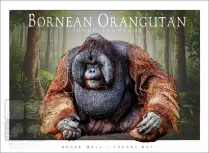 Bornean Orangutan - Unisex classic tee - Image 2