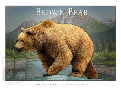 Brown Bear - Unisex classic tee - Image 2